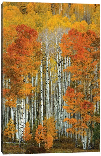 Dalmatian Autumn Canvas Art Print - Forest Art