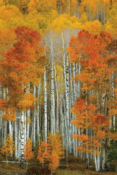 Dalmatian Autumn