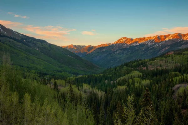 Evergreen Trees: A Million Dollar View by Bill Sherrell