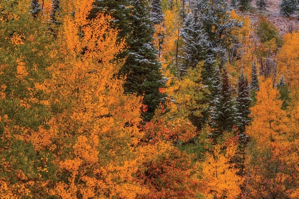 Evergreen Trees: Dazzle by Bill Sherrell