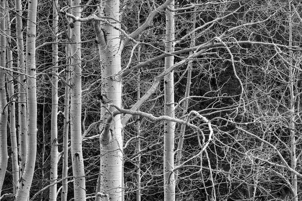 Aspen Trees: Don't Tangle With Me! by Bill Sherrell