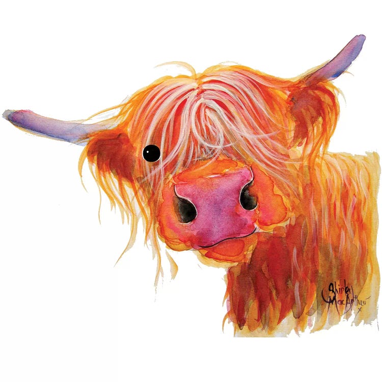 Angus by Shirley Macarthur wall art