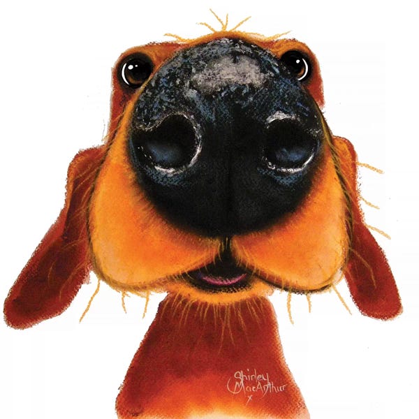 Shirley Macarthur: Nosey Nando by Shirley Macarthur