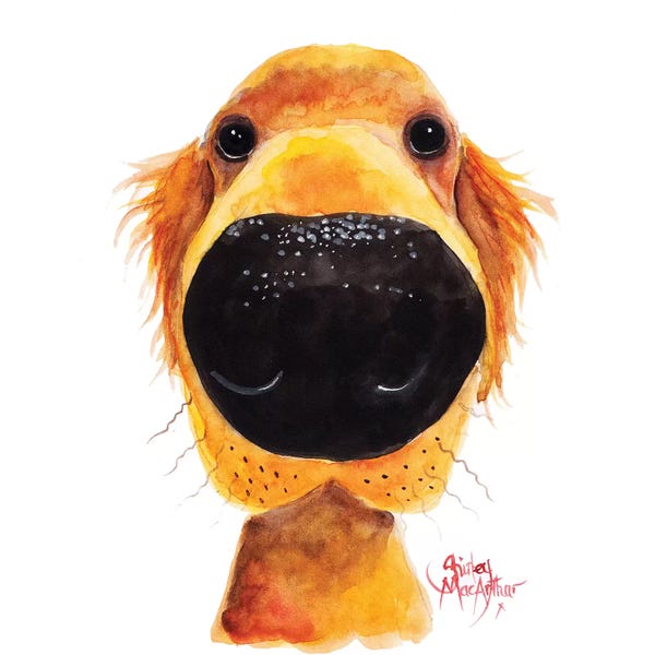Golden Retrievers: Roy The Retriever by Shirley Macarthur
