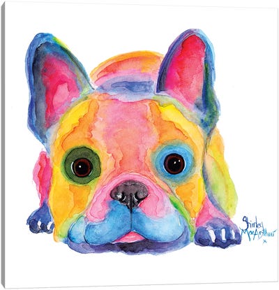 Am I French Canvas Art Print - French Bulldog Art