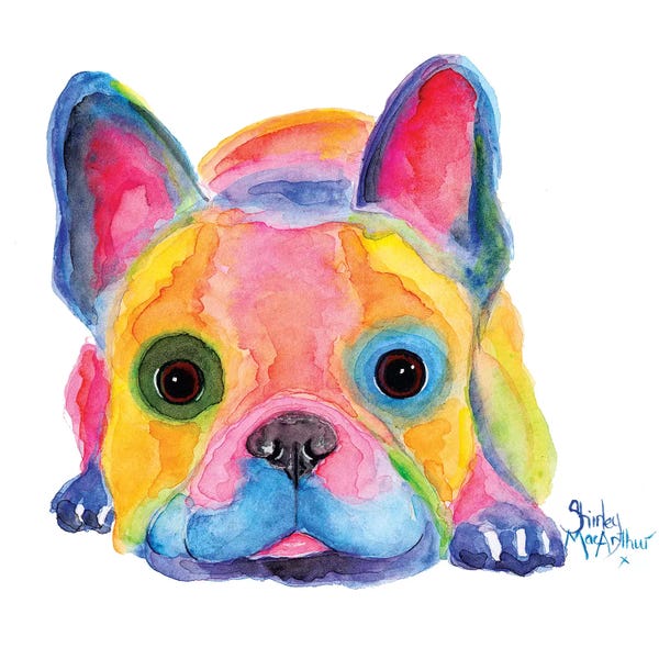 French Bulldogs: Am I French by Shirley Macarthur