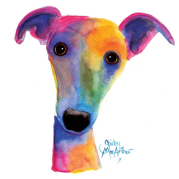 Greyhounds: Pansy by Shirley Macarthur