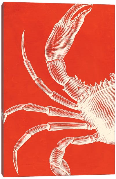 Crab On Coral Canvas Art Print - Crab Art