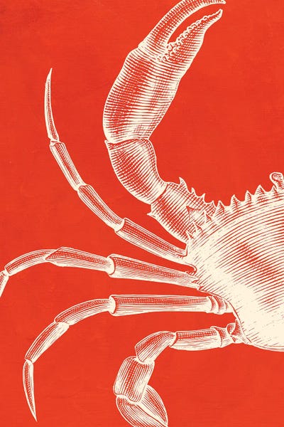 Crabs: Crab On Coral by Jania Sharipzhanova