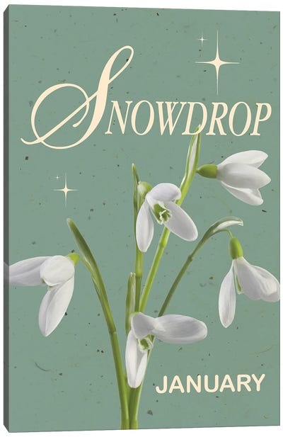 January Birth Flower Snowdrop Canvas Art Print - Jania Sharipzhanova
