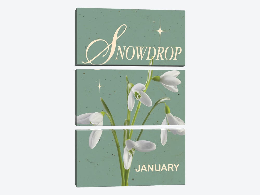 January Birth Flower Snowdrop by Jania Sharipzhanova 3-piece Canvas Print