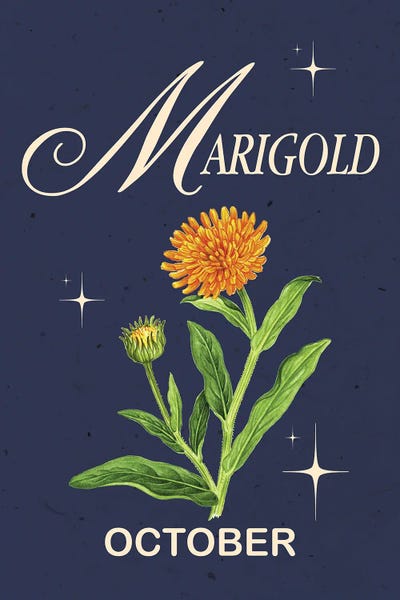 Marigolds: October Birth Flower Marigold by Jania Sharipzhanova