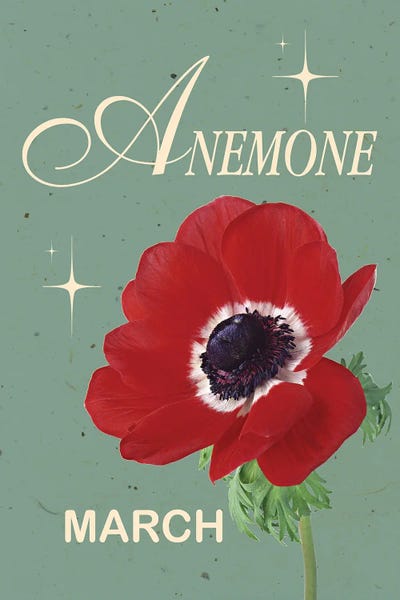 Anemones: March Birth Flower Anemone by Jania Sharipzhanova