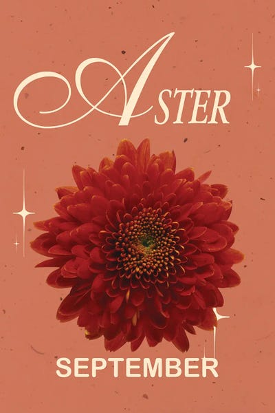 Asters: September Birth Flower Aster by Jania Sharipzhanova