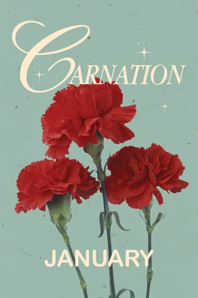 Carnations: January Birth Flower by Jania Sharipzhanova