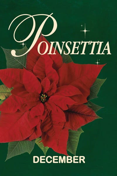 Poinsettias: December Birth Flower by Jania Sharipzhanova