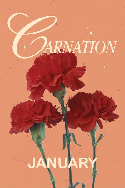 Carnations: Carnation Birth Flower by Jania Sharipzhanova