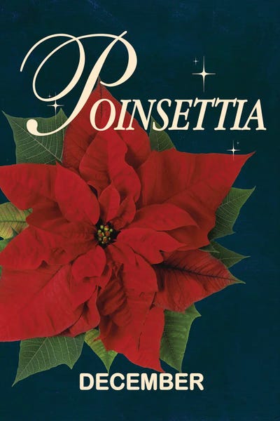 Poinsettias: Poinsettia Birth Flower by Jania Sharipzhanova