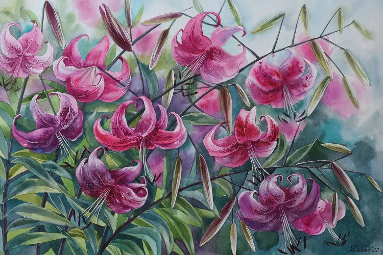 Pink Lilies