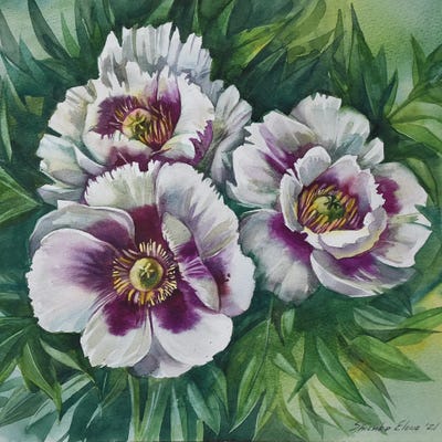 Peonies From My Garden by Elena Shichko framed canvas print