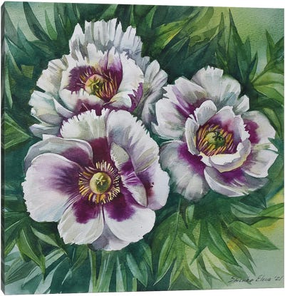Peonies From My Garden Canvas Art Print - Elena Shichko