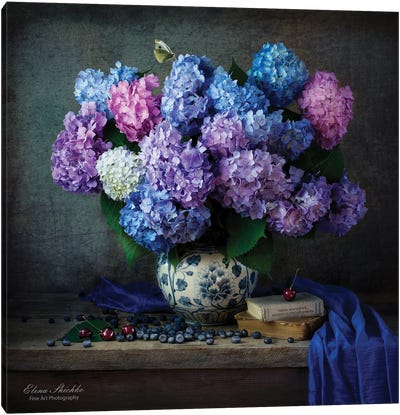 Hydrangea Canvas Art Print - Elena Shichko
