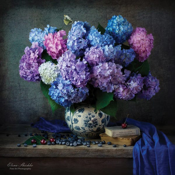 Hydrangeas: Hydrangea by Elena Shichko