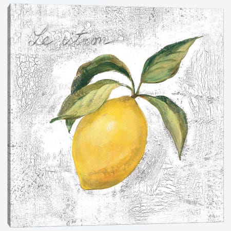 Le Citron on White Canvas Print #SIV108} by Silvia Vassileva Canvas Print