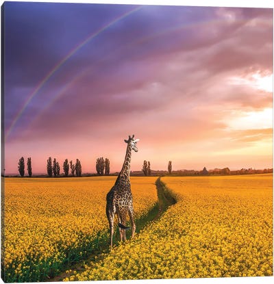 Rainbow Canvas Art Print - Giraffe Art