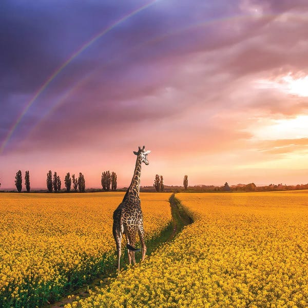 Siroj Hodjanazarov: Rainbow by Siroj Hodjanazarov