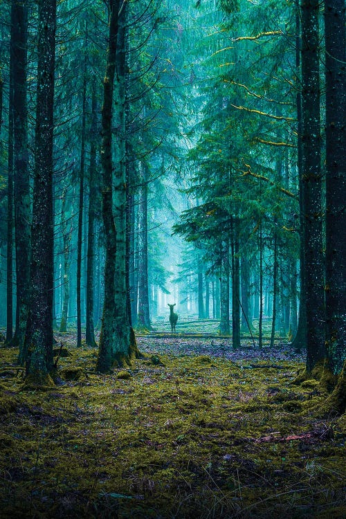 The Forest