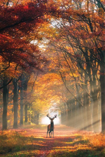 Autmn by Siroj Hodjanazarov canvas print