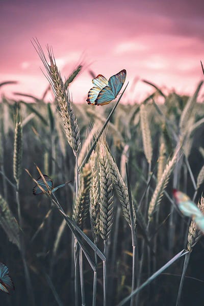 Golden Hour Animals: Butterfly by Siroj Hodjanazarov