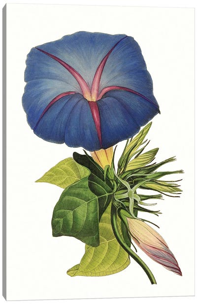 Paxton Florals I Canvas Art Print - Botanical Illustrations
