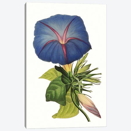 Paxton Florals I Canvas Print #SJP1} by Sir Joseph Paxton Art Print