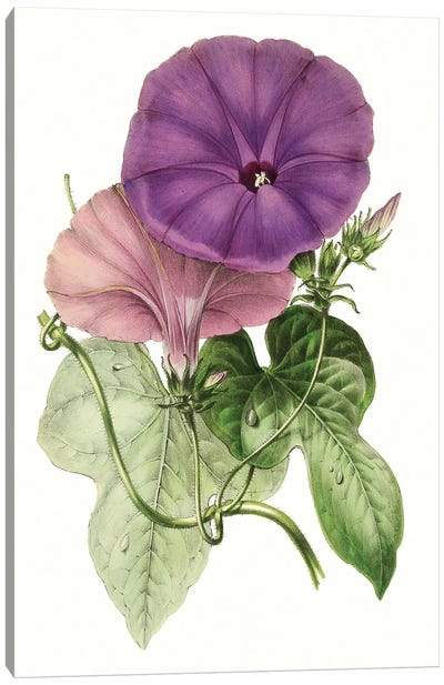 Paxton Florals III Canvas Art Print - Botanical Illustrations