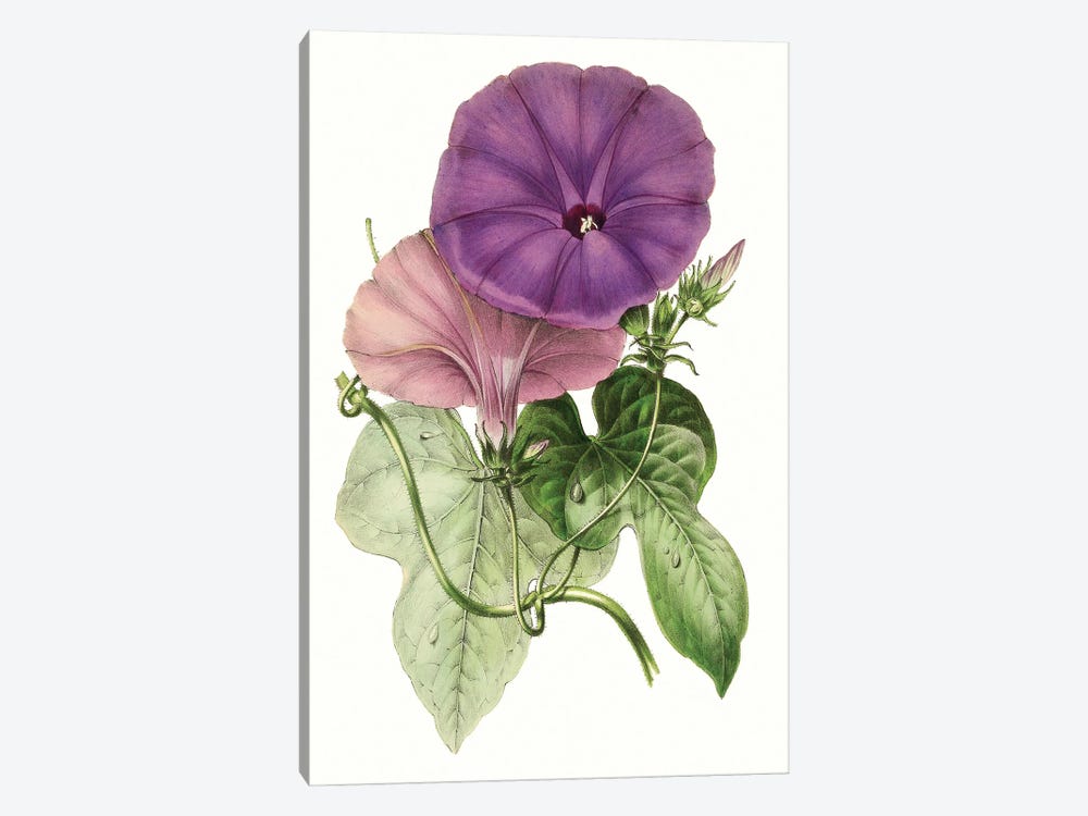 Paxton Florals III 1-piece Canvas Art Print