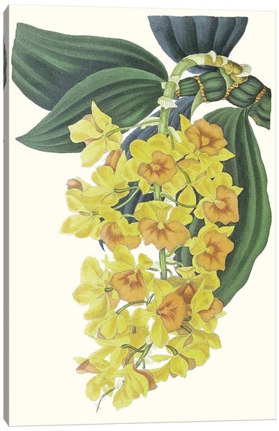 Paxton Tropicals VIII Canvas Art Print - Botanical Illustrations