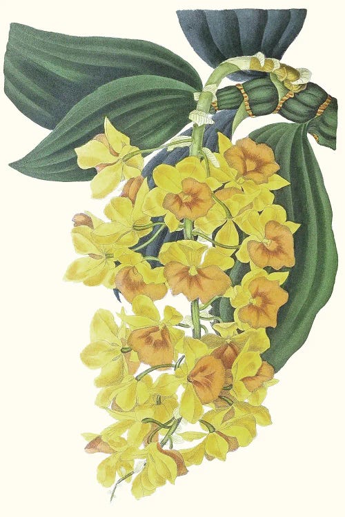 Paxton Tropicals VIII