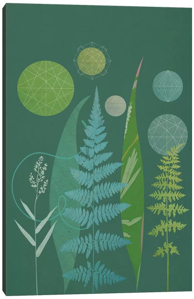 Ferns Canvas Art Print - Sarah Jarrett