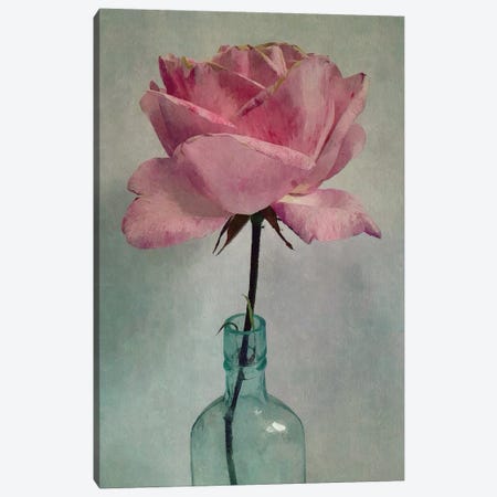 A Single Rose Canvas Print #SJR1} by Sarah Jarrett Art Print