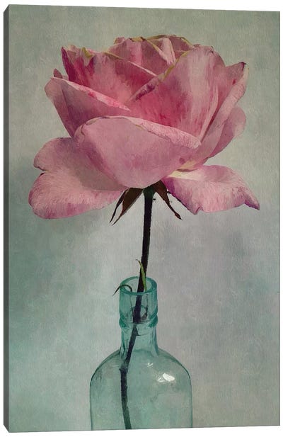 A Single Rose Canvas Art Print - Sarah Jarrett