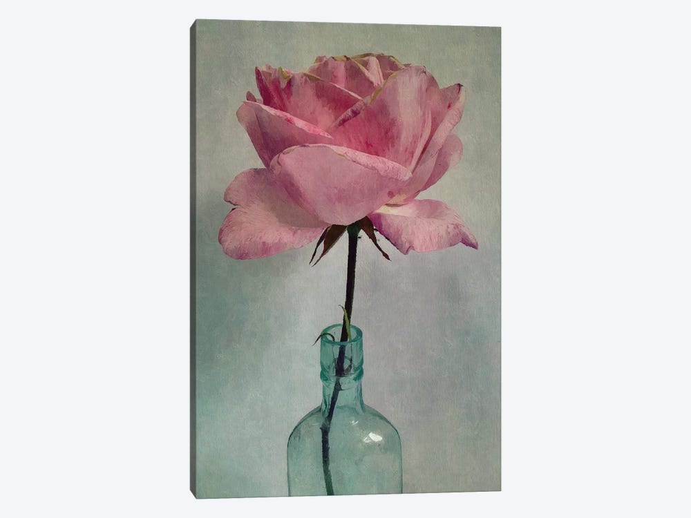 A Single Rose by Sarah Jarrett 1-piece Canvas Artwork