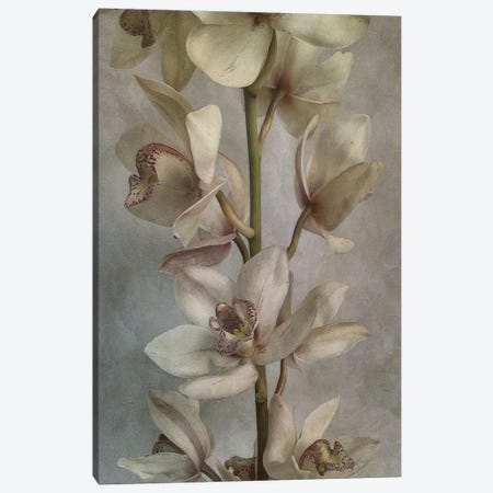 Orchid Canvas Print #SJR42} by Sarah Jarrett Art Print