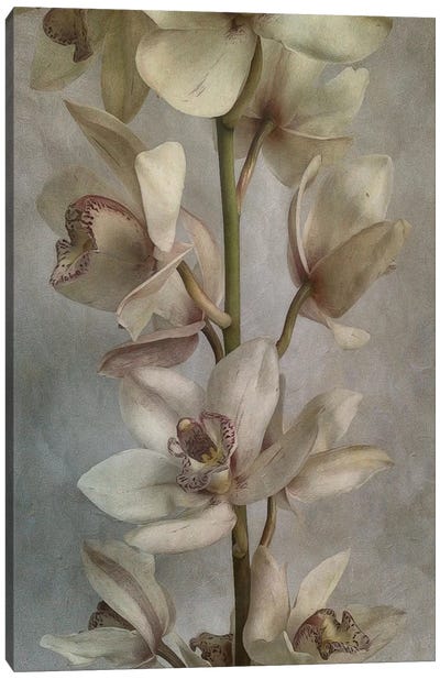Orchid Canvas Art Print - Sarah Jarrett