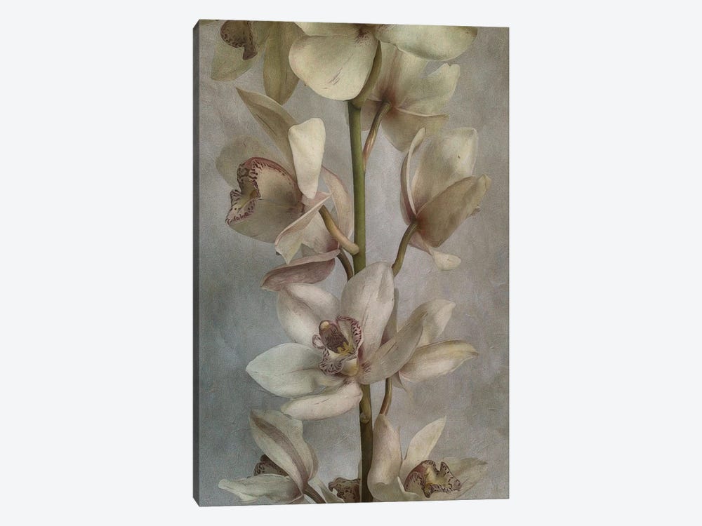 Orchid by Sarah Jarrett 1-piece Art Print