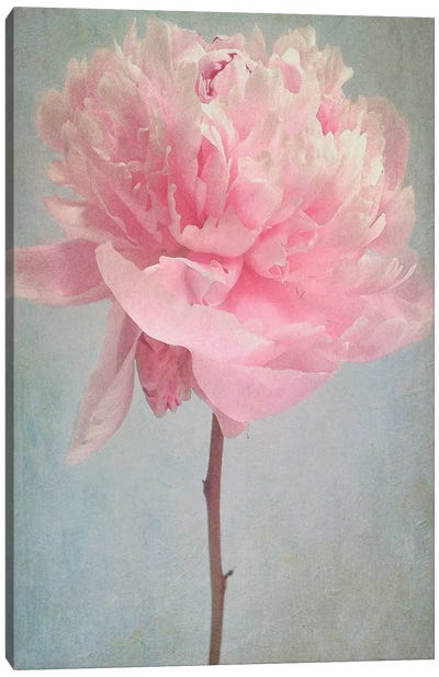 Peony Canvas Art Print - Flower Art