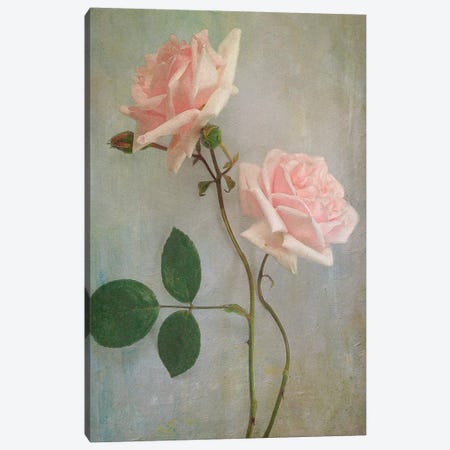 Pink Roses Canvas Print #SJR46} by Sarah Jarrett Canvas Artwork