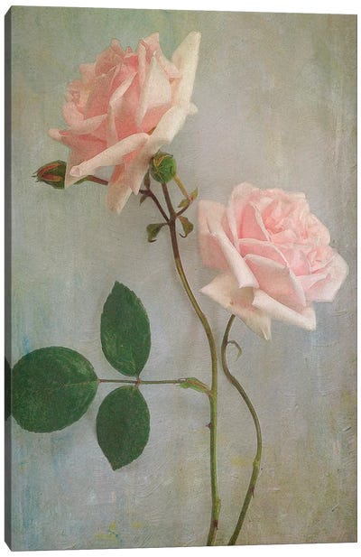 Pink Roses Canvas Art Print - Sarah Jarrett