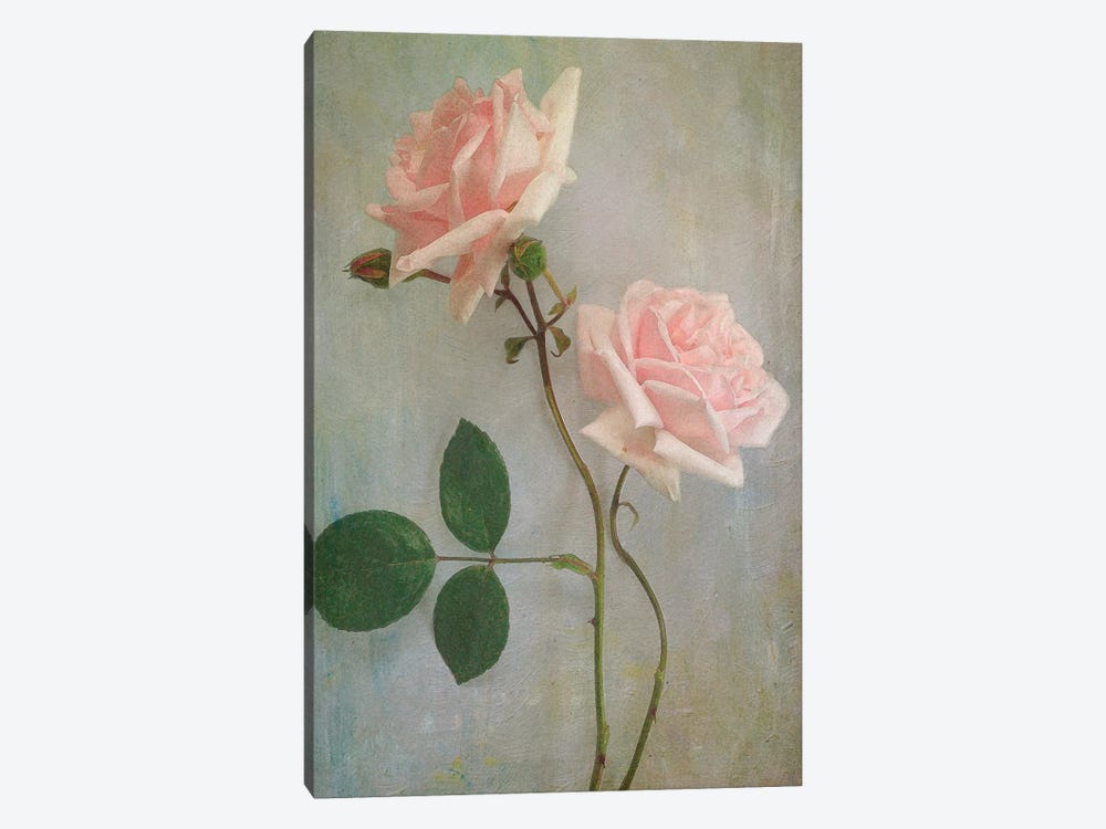 Pink Roses by Sarah Jarrett 1-piece Canvas Print